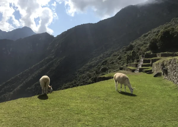 APRIL 2026 PERU TREK - Image 8